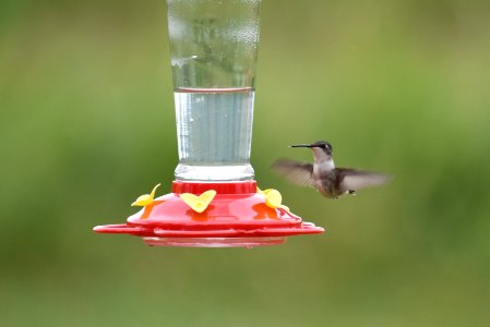 Ruby-throated hummingbird photo