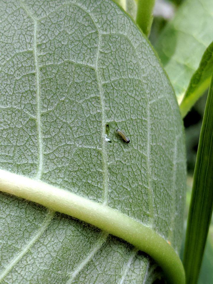 Recently hatched monarch caterpillar