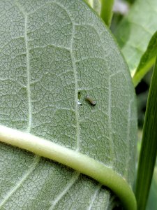 Recently hatched monarch caterpillar