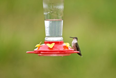 Ruby-throated hummingbird