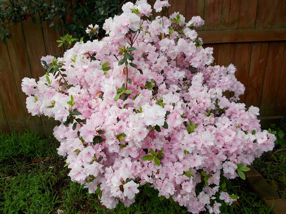 Spring flowers wood