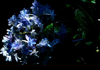 Light and shadow # 03 ☆OMP20180624 02 X1