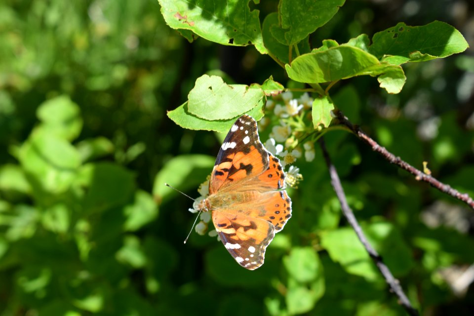 Painted lady butterfly