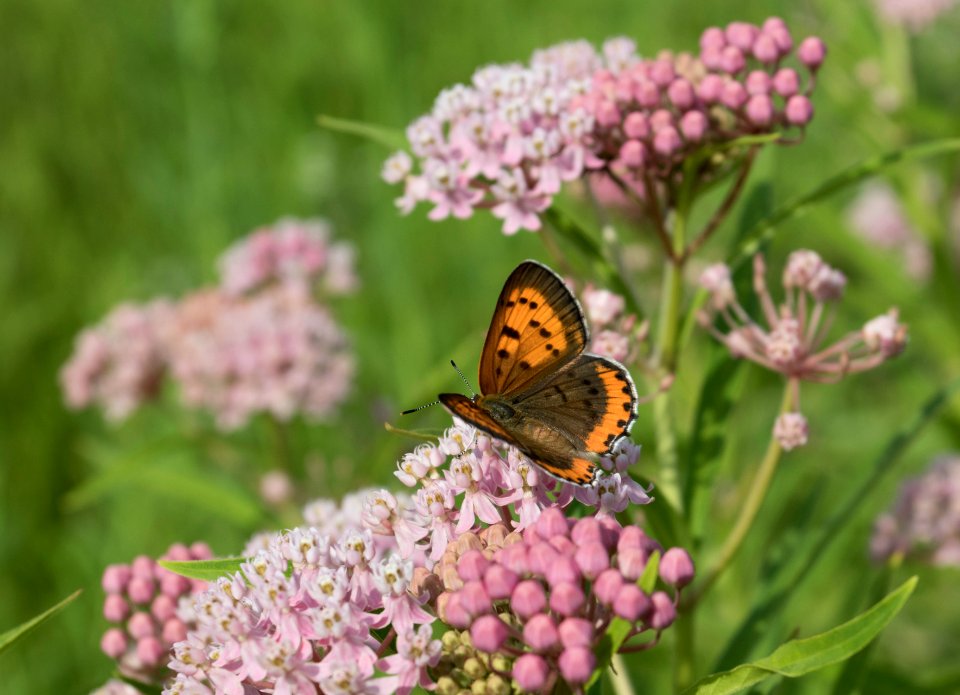 Bronze copper butterfly