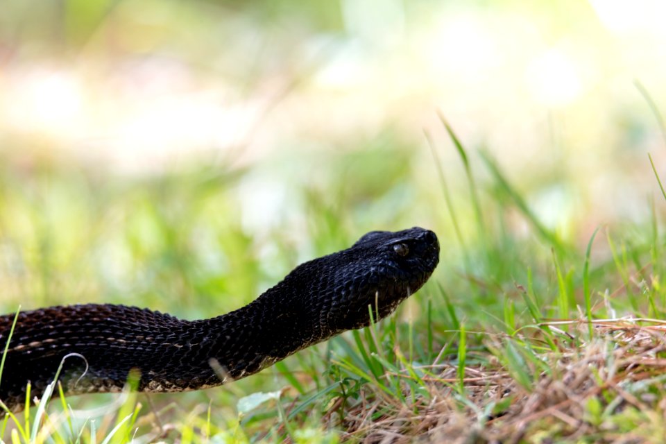 Eastern Timber Rattlesnake