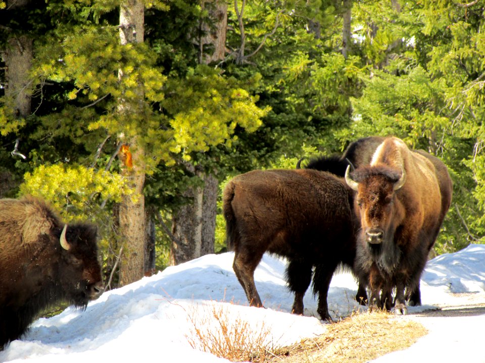 Yellowstone NP in WY