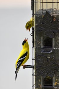 American goldfinch pair photo