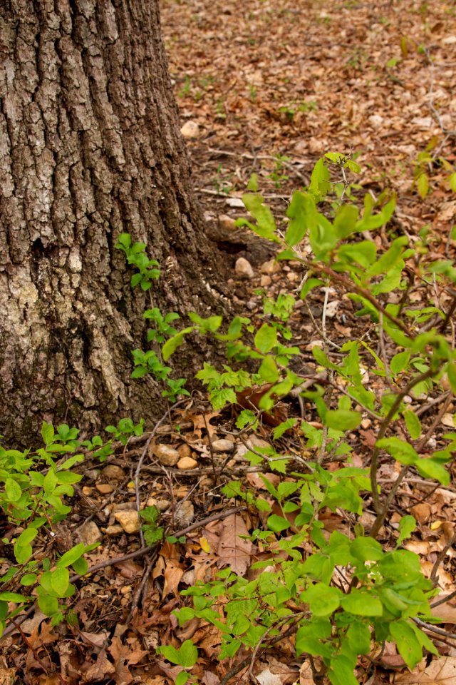 Shrubs in the Mixed Oak / Heath Forest