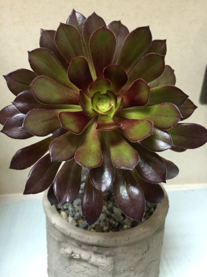 Plant the fleshy black mage