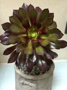 Plant the fleshy black mage