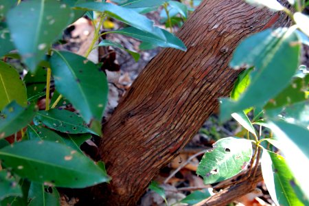 Mountain laurel photo