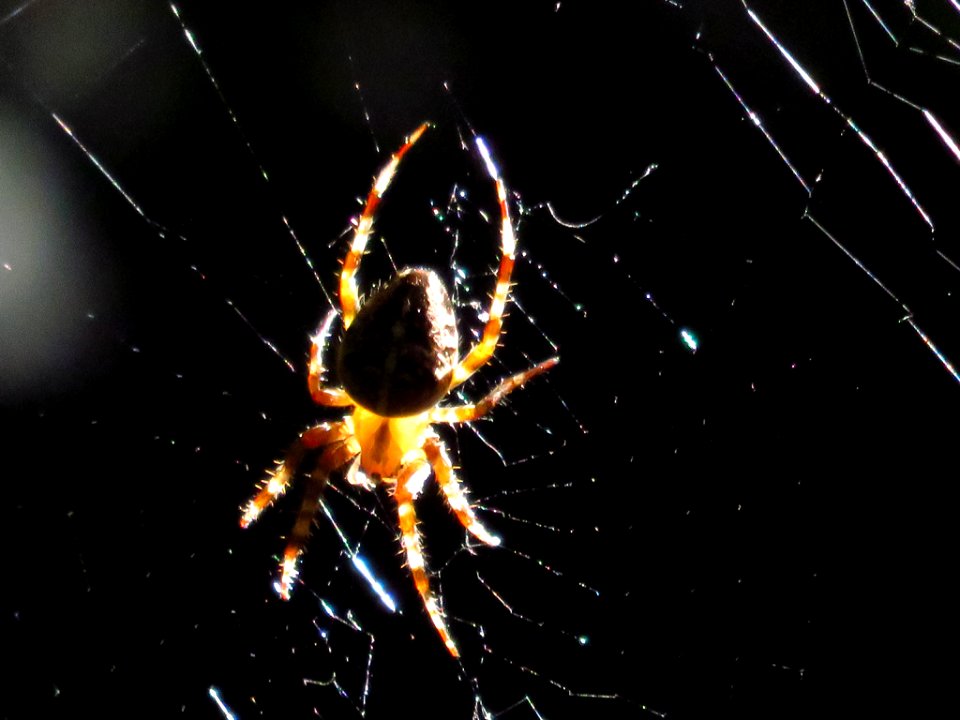 Spider Web