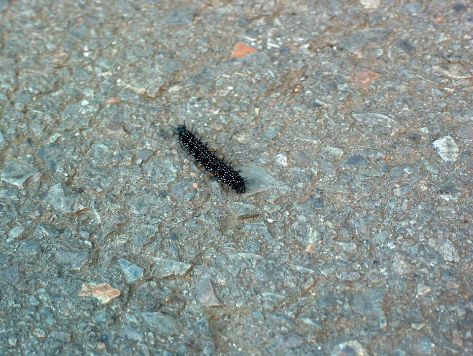 Raupe Tagpfauenauge