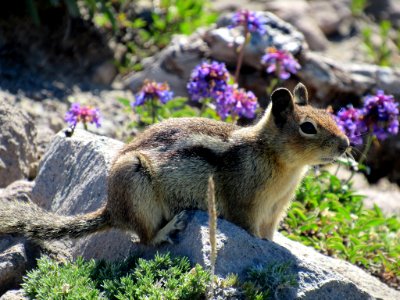 Ground Squirrel at Mt. Rainier NP in WA photo