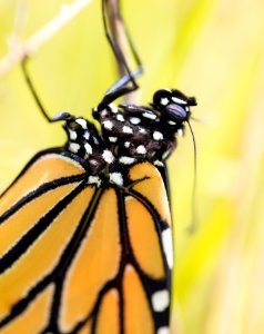 Monarch Butterfly
