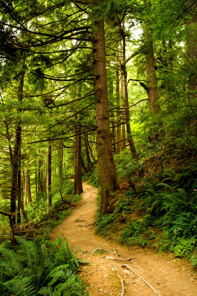 Cape Falcon Trailhead, Oregon