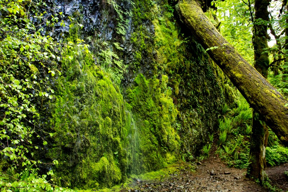Horsetail Hiking Trail, Oregon