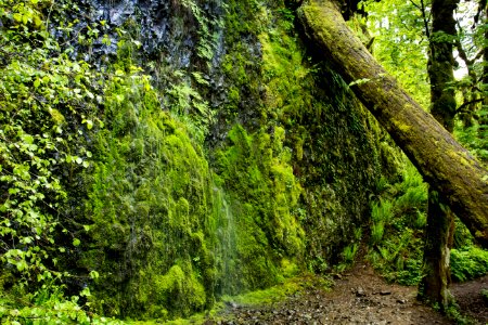 Horsetail Hiking Trail, Oregon photo