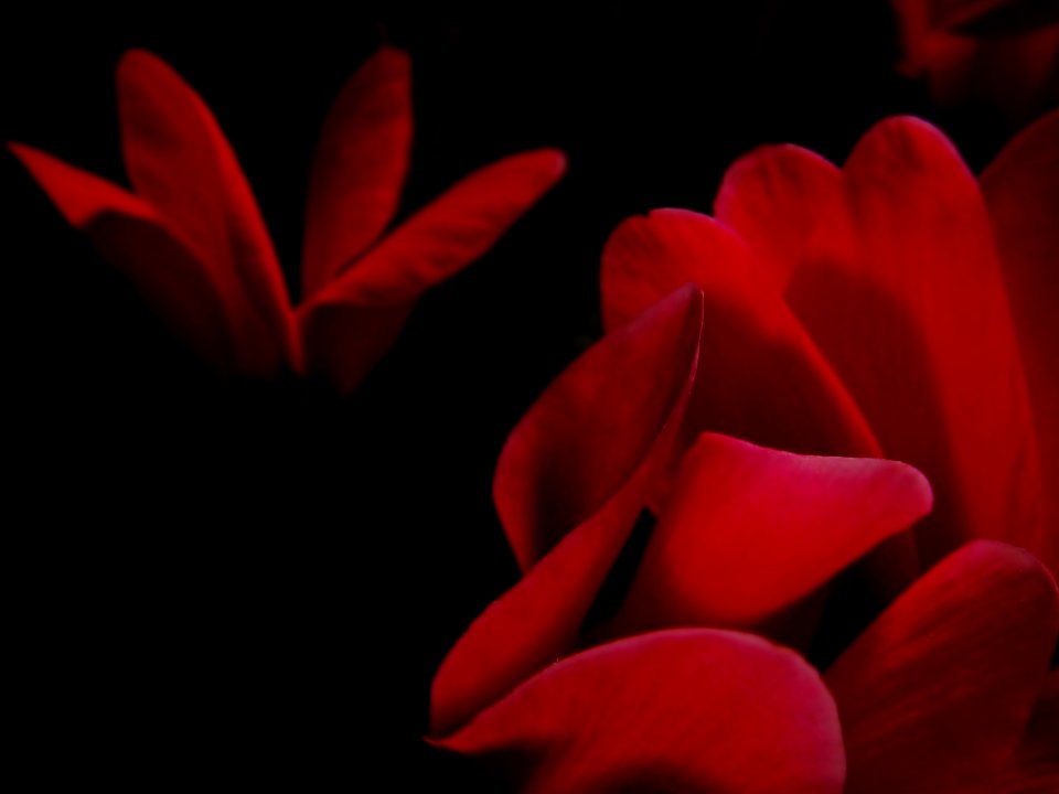 Crimson shining in the dark #02 ☆IMG 3916 X1