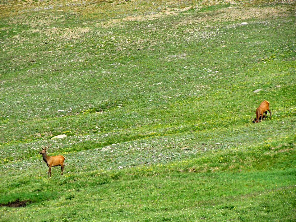 Deer at Rocky Mountain NP in CO