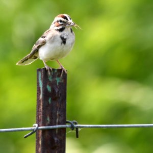 Lark Sparrow photo