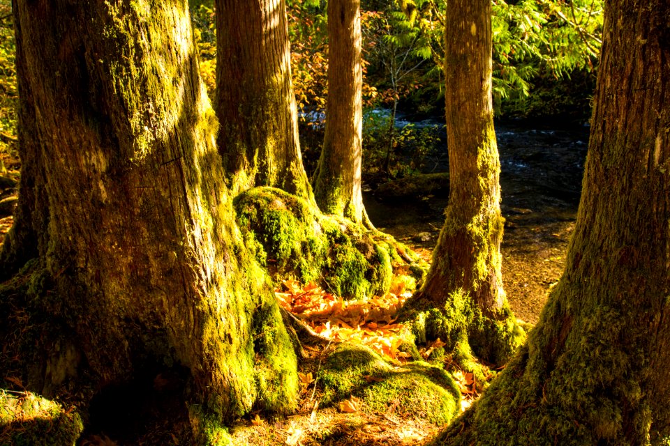Willamette Forest, Oregon