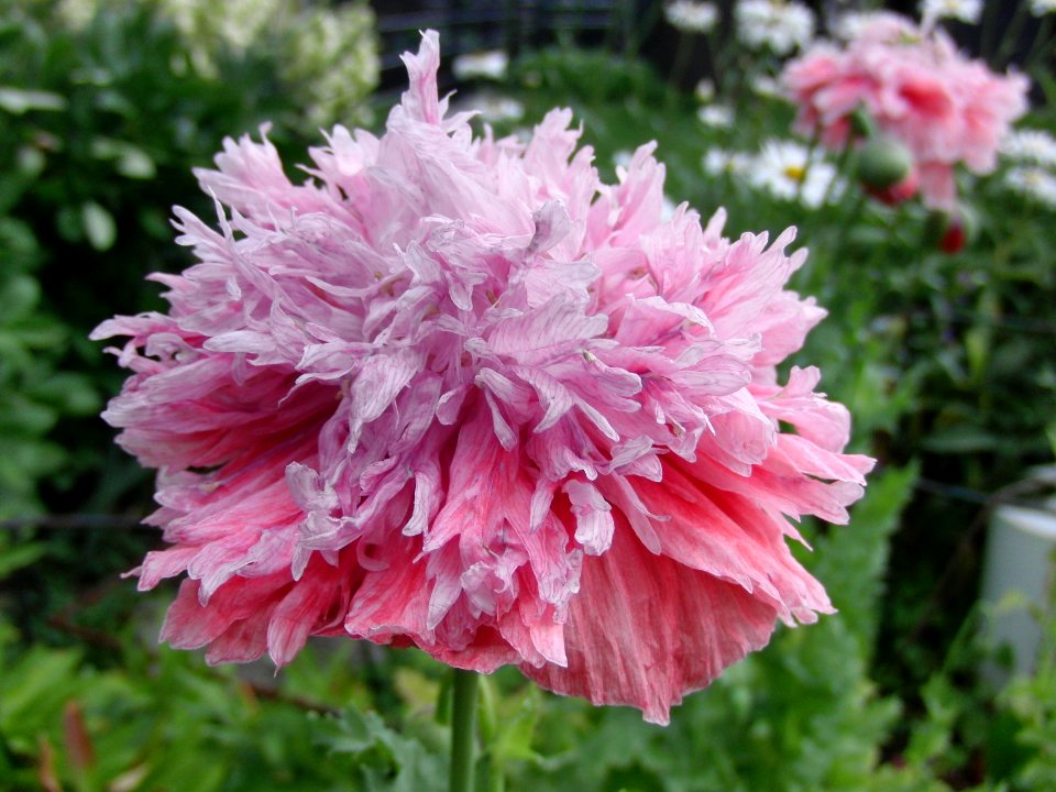 Blume