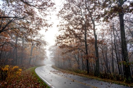 Foggy Late Fall on Skyline Drive photo