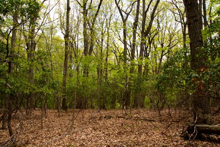 Chestnut Oak / Mountain Laurel Forest photo