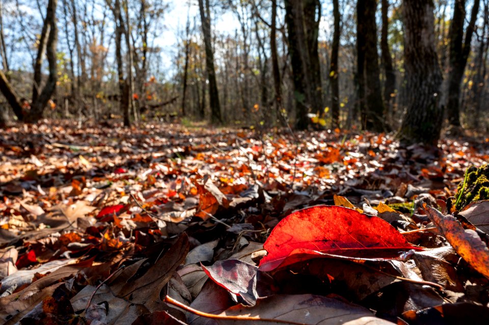 Fresh Leaf Litter