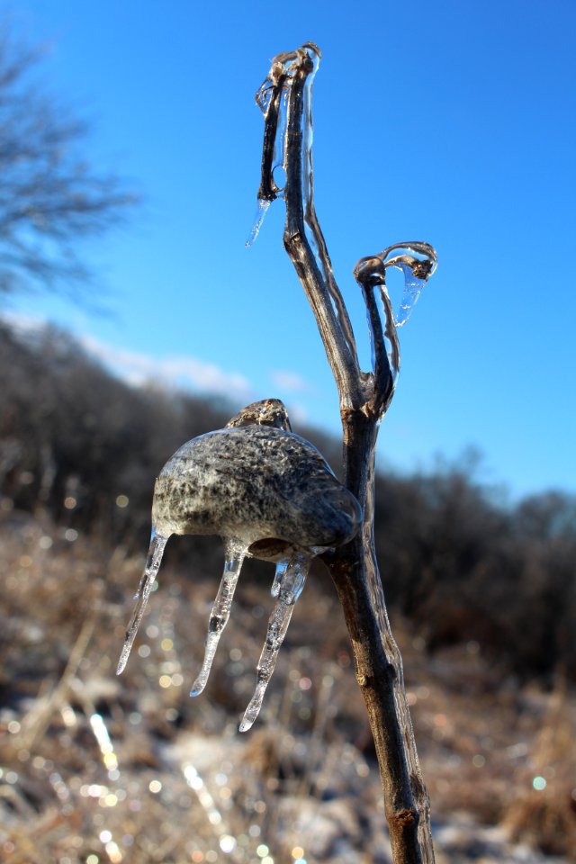 Common Milkweed seed pod covered in ice