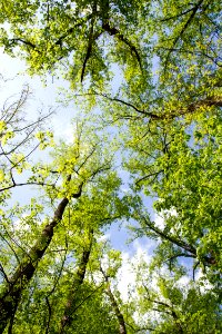 Trees of the Tuliptree Small-Stream Floodplain Forest photo