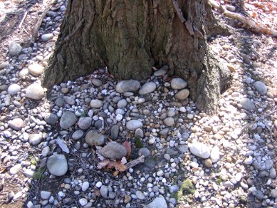 Ancient river terrace gravel and cobbles
