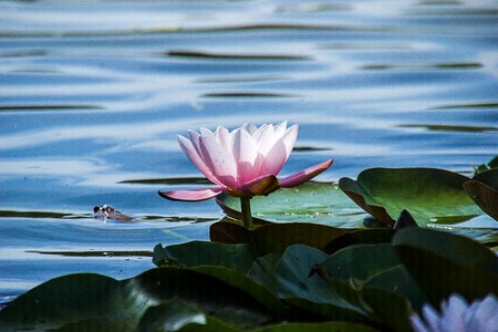 Nature flower pond