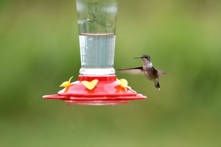 Ruby-throated hummingbird