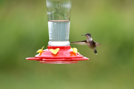 Ruby-throated hummingbird photo