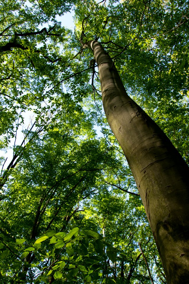 American beech
