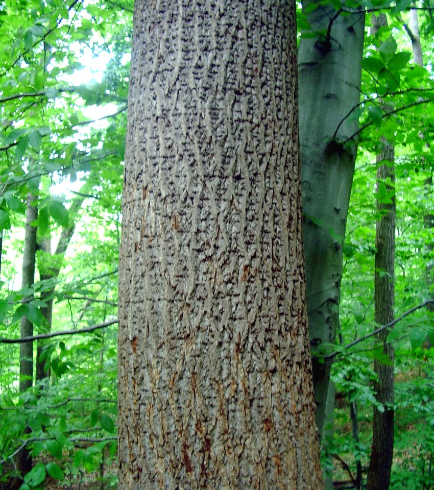 Tuliptree with drill marks