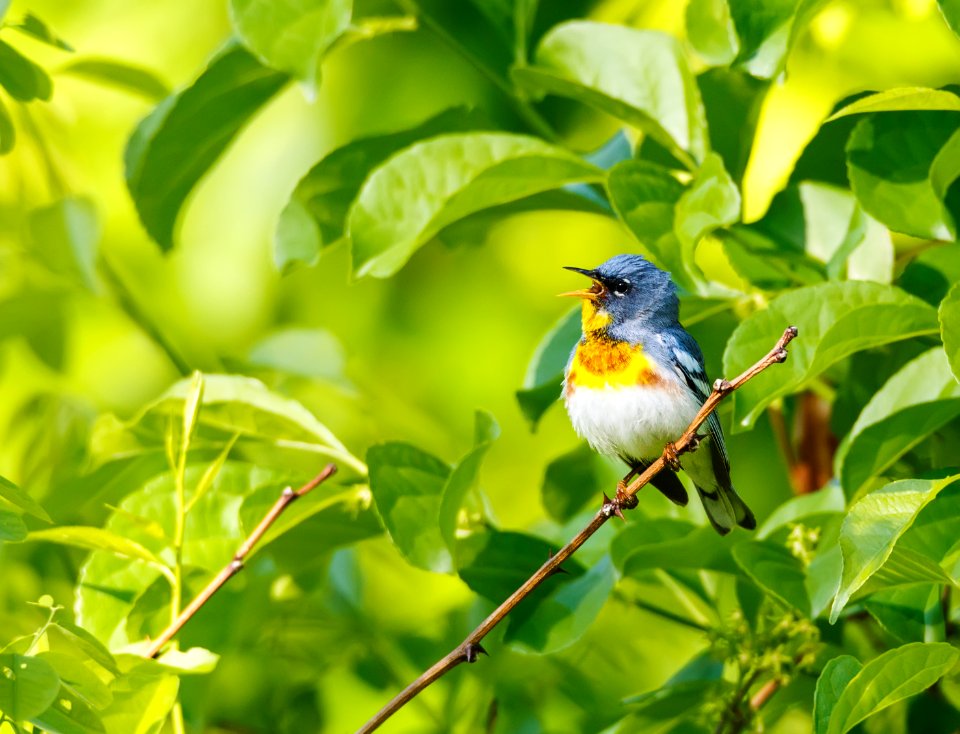 Northern Parula