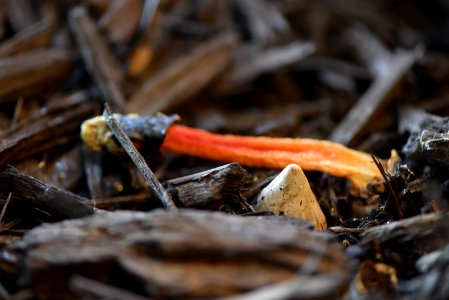 Dog Stinkhorn Egg