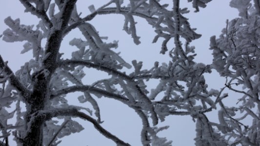 Frozen fog