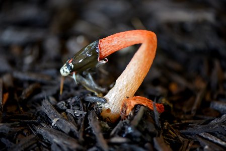 Dog Stinkhorn Fungus photo