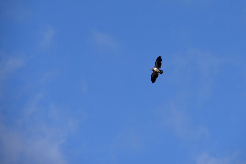Juvenile bald eagle in flight