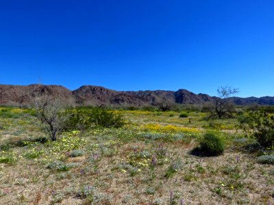 Cottonwood Spring with Wildflowers at Joshua Tree NP in CA photo