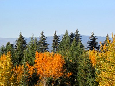 Autumn Trees in Oregon photo