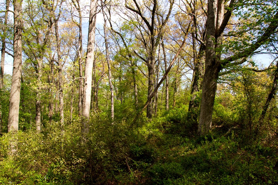 Coastal Plain Oak Forest