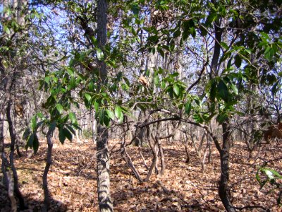 Mountain laurel photo