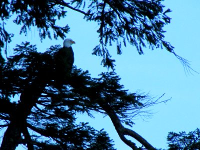 Eagle at Quinault Rain Forest at Olympic NP in WA