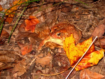 American toad