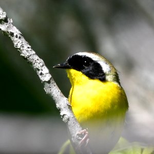 Common Yellowthroat